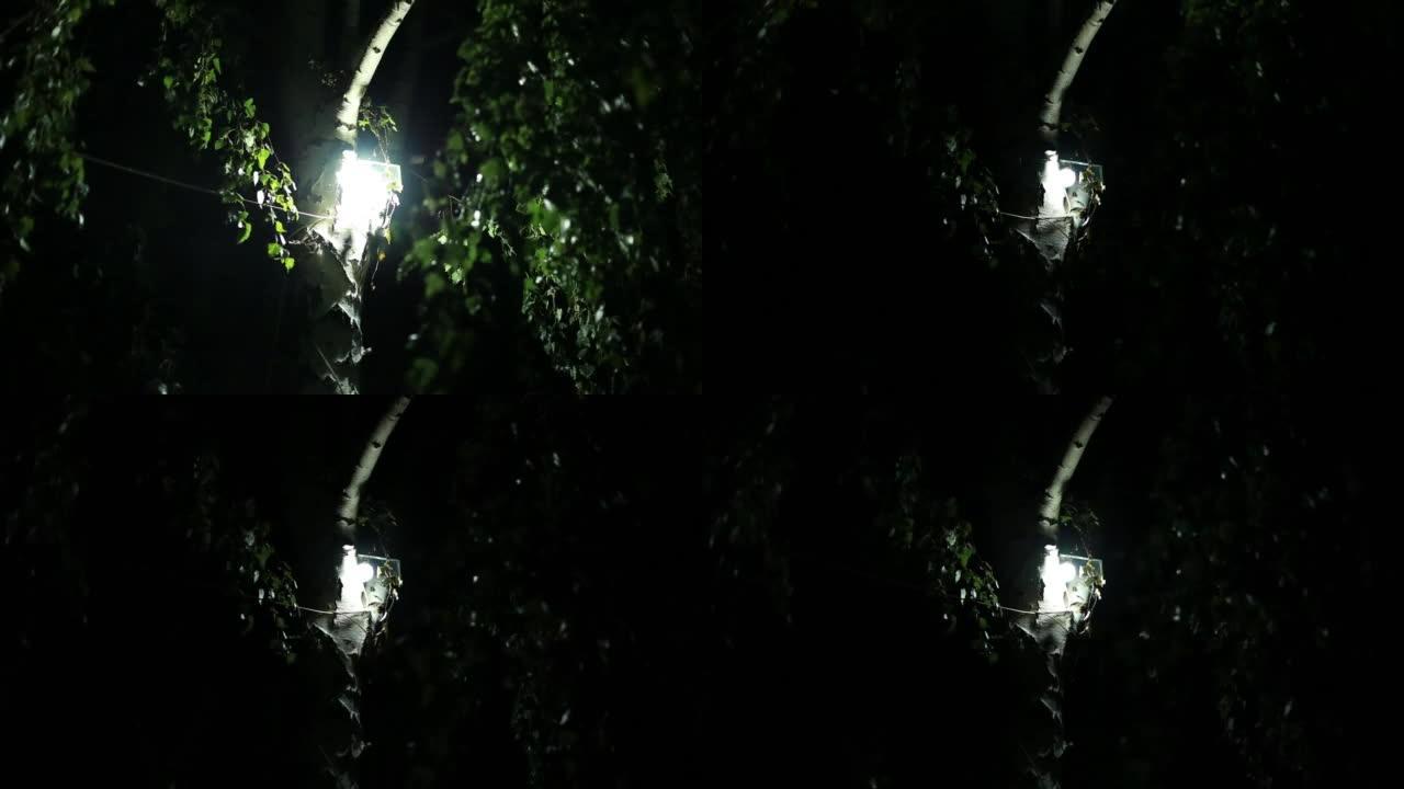 晚上有轻微的风在桦木上烧坏了led灯，夜晚的可怕感觉