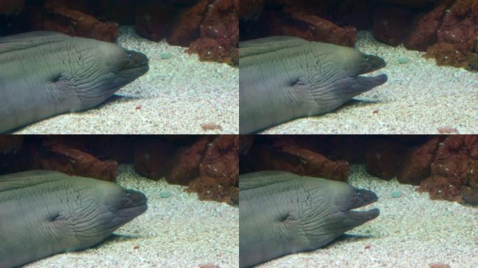 绿海鳗裸胸