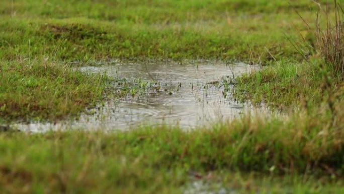 雨水倾泻在草地上并在田野中形成一个小池塘的镜头