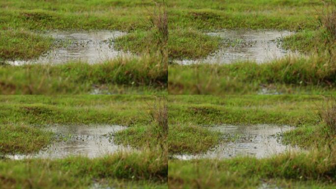 雨水倾泻在草地上并在田野中形成一个小池塘的镜头