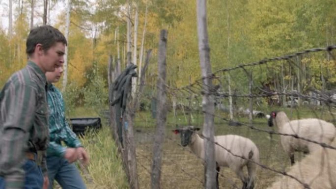高加索牧场主青少年一起工作，在美国科罗拉多州的一个小镇家庭牧场上，将一捆干草举过铁丝网，喂养饥饿的绵
