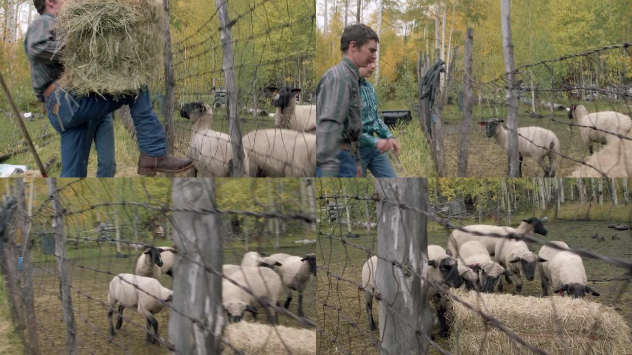 高加索牧场主青少年一起工作，在美国科罗拉多州的一个小镇家庭牧场上，将一捆干草举过铁丝网，喂养饥饿的绵