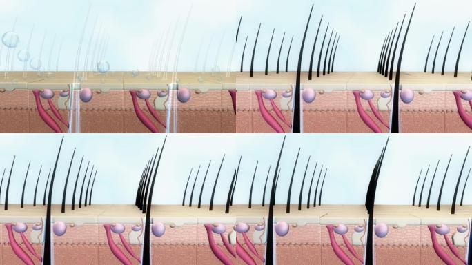 头发护理三维动画毛皮