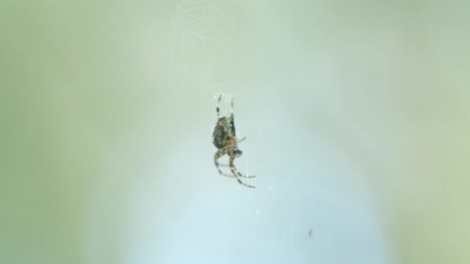 阿拉尼乌斯·王冠。夏季森林中的蜘蛛呈十字形。网上的跨蜘蛛球织工。特写。