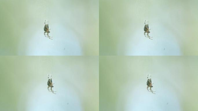 阿拉尼乌斯·王冠。夏季森林中的蜘蛛呈十字形。网上的跨蜘蛛球织工。特写。