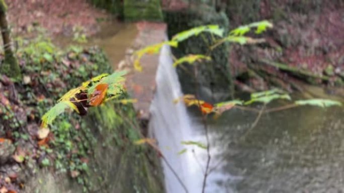 秋天在森林中流淌的野河