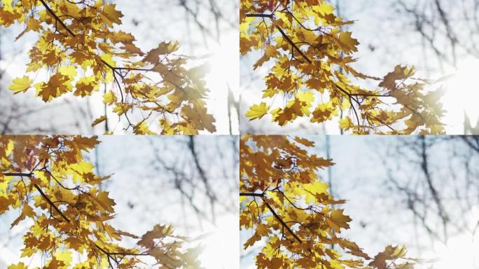 美丽的秋天阳光明媚的日子平静的心情黄色
