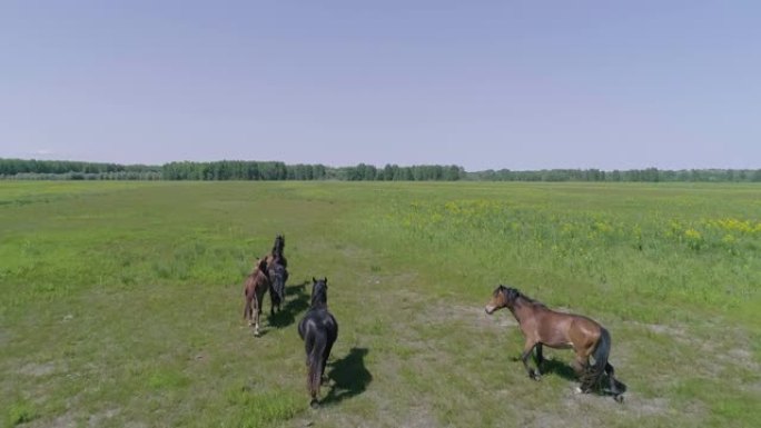 野生野马马繁殖。罗马尼亚多瑙河三角洲的Letea马群。野马奔跑。马大群跑过草地，疾驰而战。黑色和棕色