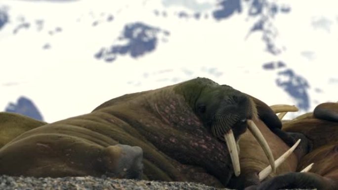 斯瓦尔巴群岛海滩上的海象