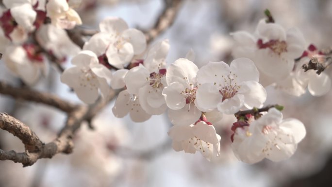 一枝盛开的桃花花瓣粉白十分漂亮