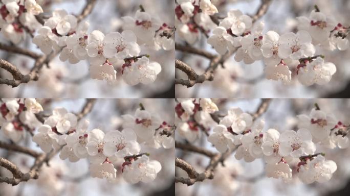 一枝盛开的桃花花瓣粉白十分漂亮