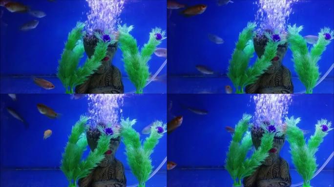 雕像的美丽景色，水族馆里的人造海藻，鱼在4k游泳