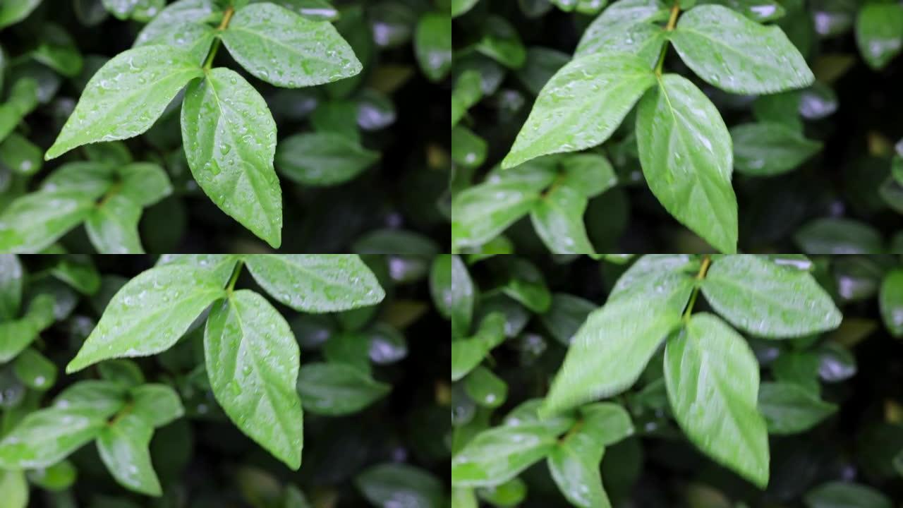 雨落在后院的一棵树上