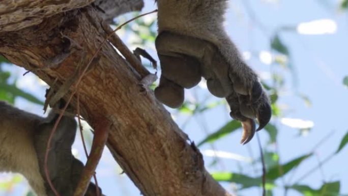 在4k模糊的背景下，澳大利亚一棵树上的野生考拉
