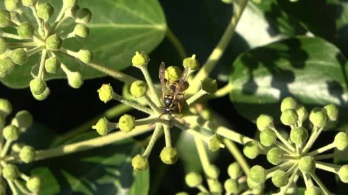 在阳光下常绿常春藤植物上寻找花蜜的黄蜂特写