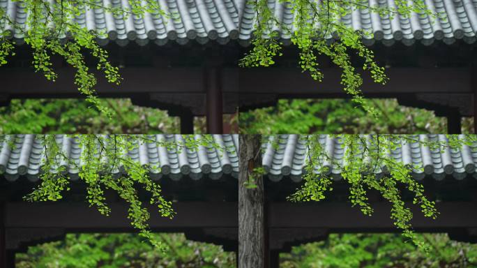 杭州钱王祠春季清明节雨天古建筑自然唯美