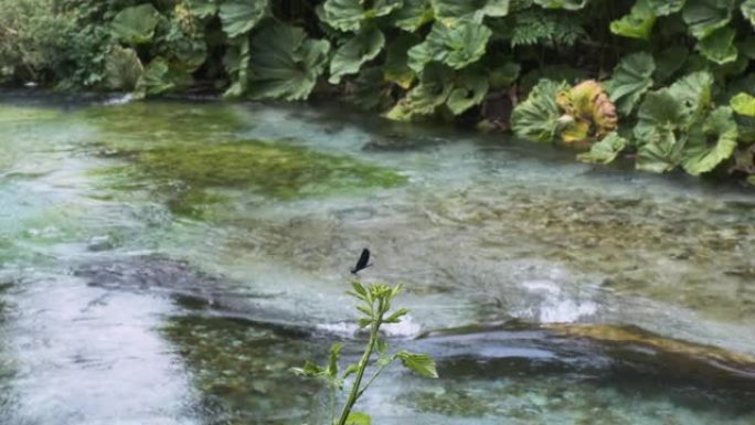 孤独的紫色蝴蝶坐在树枝上，背景是湍急的河水。绿色植物和藻类的背景是清澈的水。白天，中景