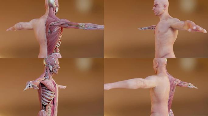 人体解剖学，肌肉，器官，骨骼。创意调色板和设计师细节、非结构化展示部件、循环动画、3d渲染