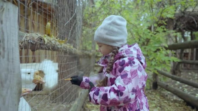 女童用胡萝卜喂鹅。