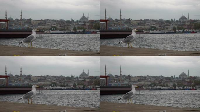 伊斯坦布尔市著名海滨长廊湾海鸥慢动作全景4k土耳其