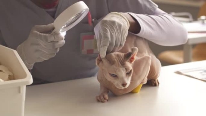 兽医妇女用放大镜检查精灵猫的耳朵