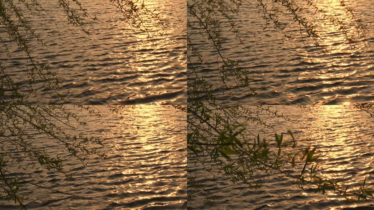 春天湖边逆光的柳树剪影随风摇曳的慢镜头