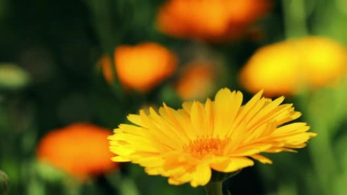 金盏花的4k橙色花。药用植物