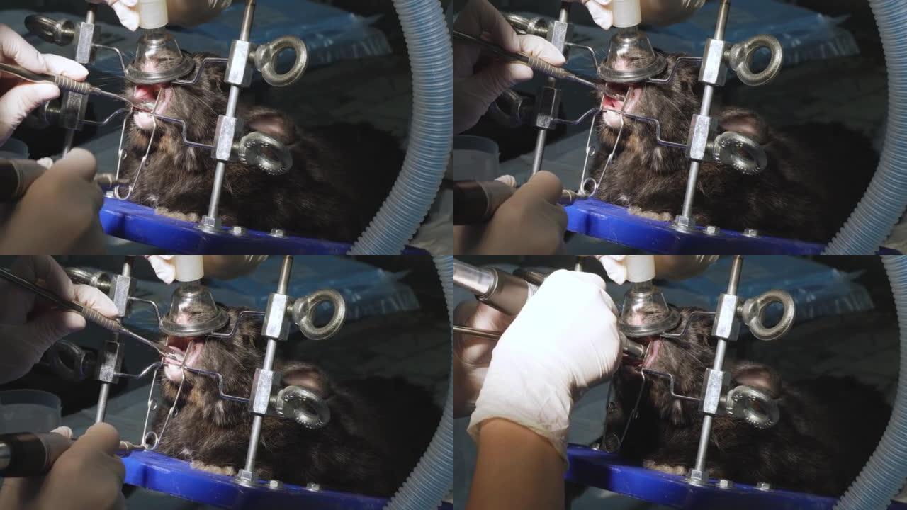 在特殊机器的帮助下，国内啮齿动物进行牙科检查，并在全身麻醉下归档过长的牙齿。兽医牙科的概念。