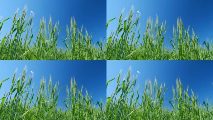 低视角。小麦大丰收。美丽的蓝天。绿色的耳朵在风中慢慢摇摆。谷物的种植。