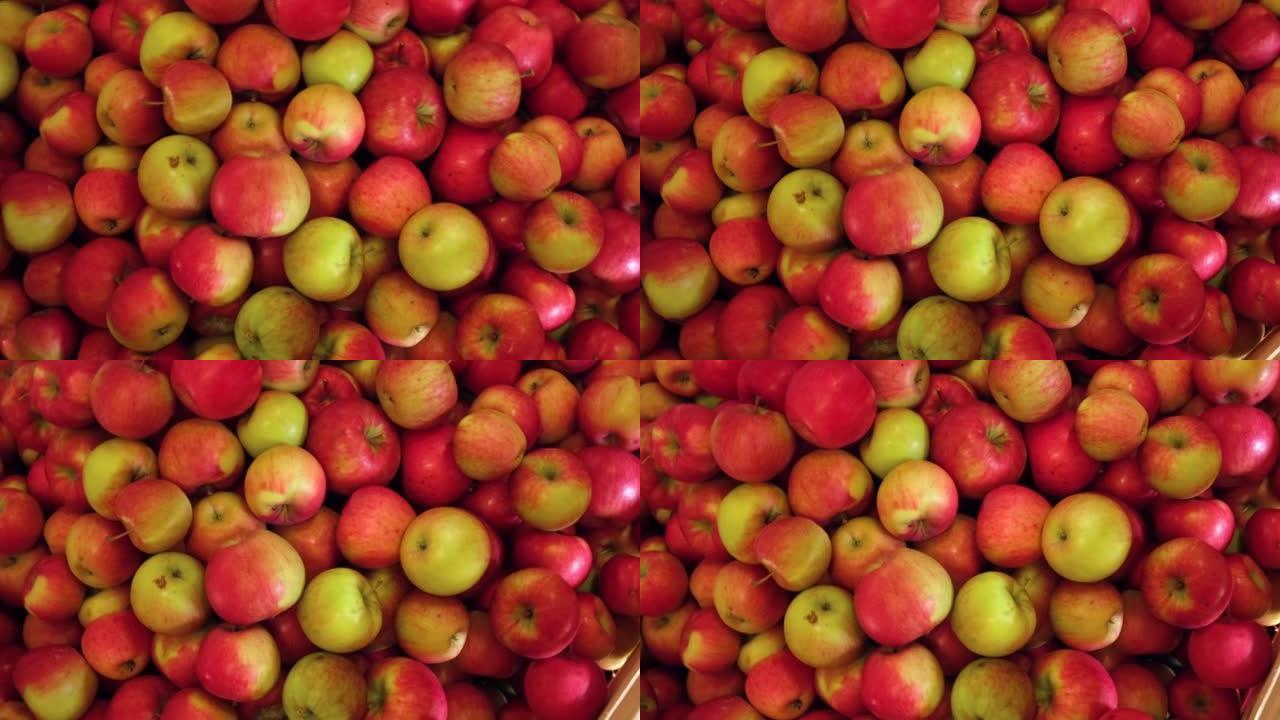 木箱里的苹果准备装运。冷库内部。有苹果的大型配送仓库。广告录像。果汁、苹果酒、醋生产。食品厂。水果工