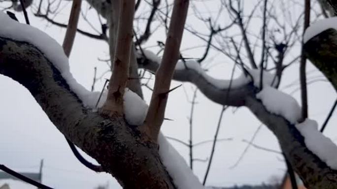 冬季一棵被雪覆盖的树的4k航拍镜头