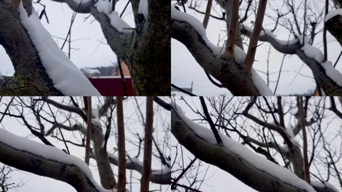 冬季一棵被雪覆盖的树的4k航拍镜头
