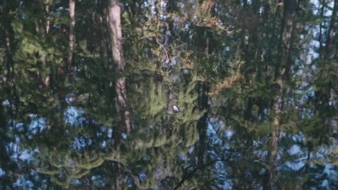 河流中森林的倒影，树木随着水波摇曳，聚焦在水面漂浮的花瓣上，4k慢动作镜头。