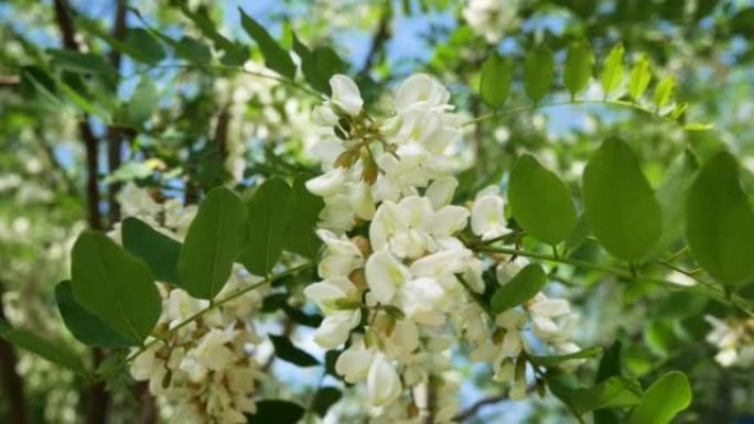 树上美丽的白色相思花。蓝天下的蜂蜜花朵