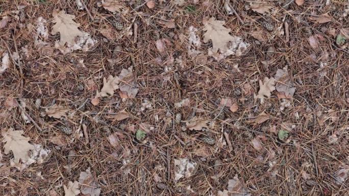松针、圆锥体和干燥树皮的森林地面。针叶林干林凋落物的俯视图。