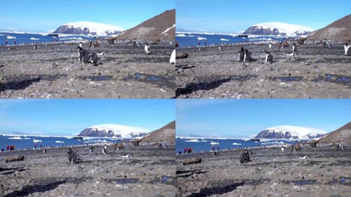 阿德利企鹅走向南极半岛海滩