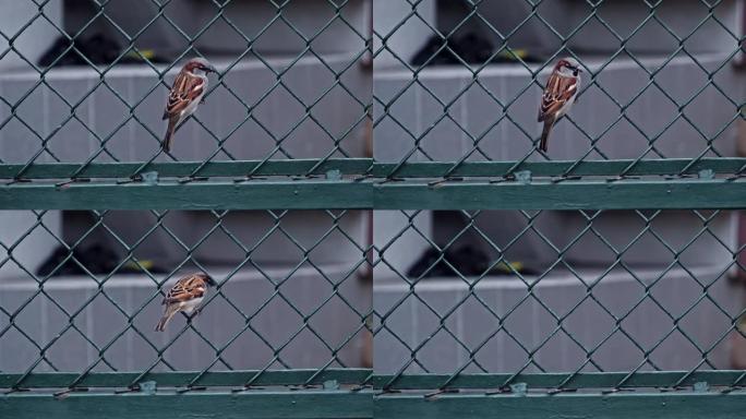 屋麻雀过客驯鸟坐在铁丝网围栏上