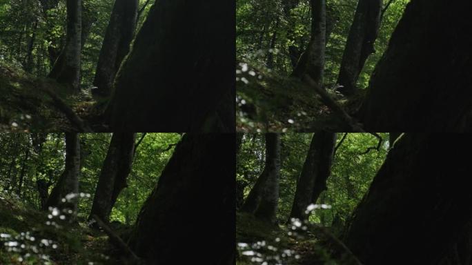 坎塔布里亚科拉多斯德尔阿森公园自然中心树木组的滑块照片