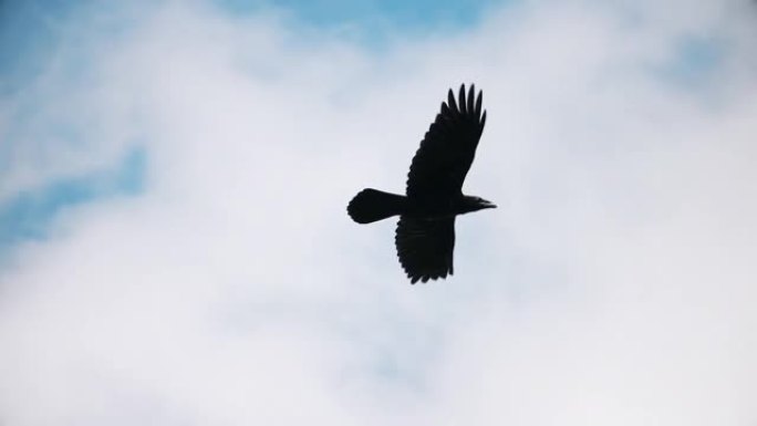 黑乌鸦飞过天空慢动作
