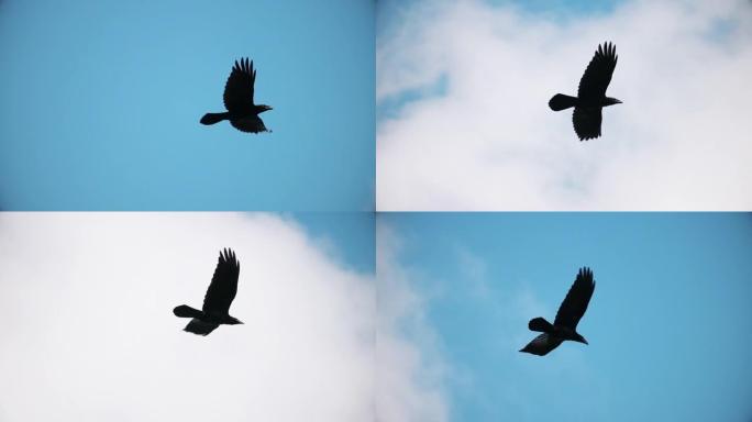 黑乌鸦飞过天空慢动作