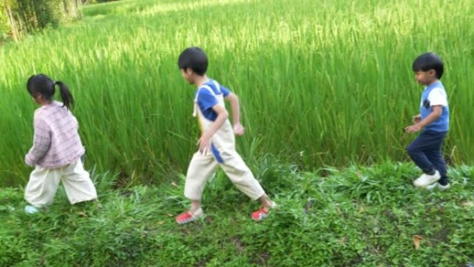 男孩和女孩在绿色的稻田里寻找昆虫。