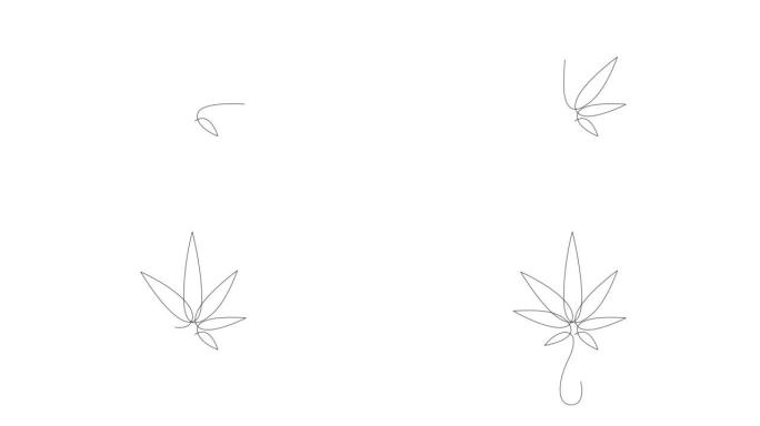 Cbd油滴、大麻或大麻叶的连续线条图。用大麻二酚自绘制油的动画。
