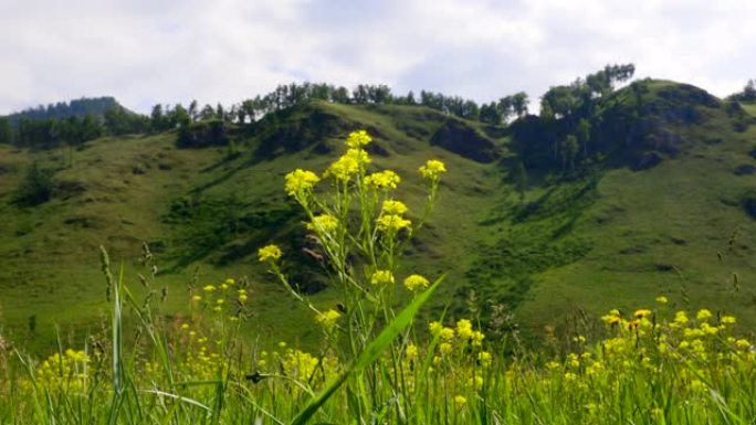 黄色的野花生长在高高的山坡上的草地上