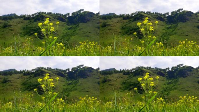 黄色的野花生长在高高的山坡上的草地上