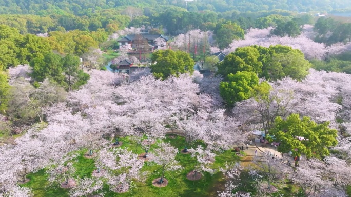 武汉东湖磨山樱花园春季风光