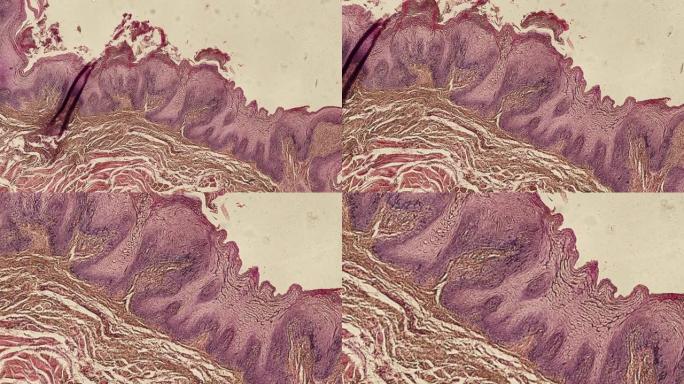 舌头的动画-显微镜下的人体细胞