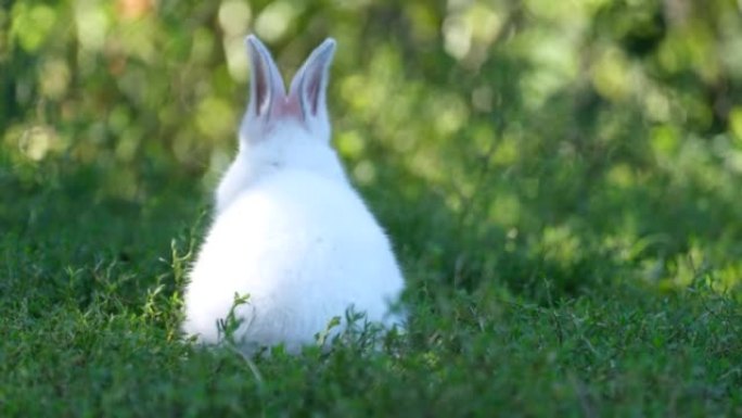 兔子在阳光明媚的夏日户外吃草。花园里的复活节兔子。