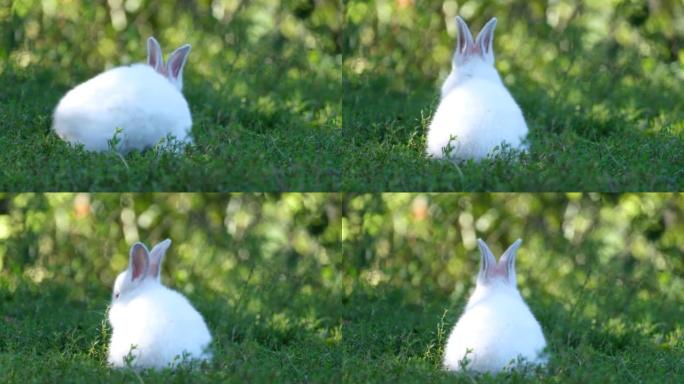 兔子在阳光明媚的夏日户外吃草。花园里的复活节兔子。