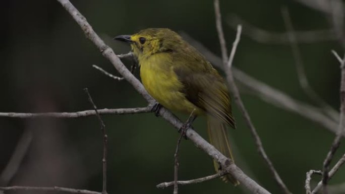 黄眉鳞茎，斯里兰卡