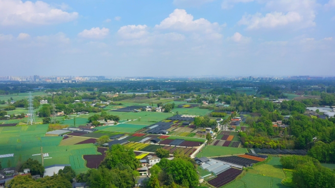 乡村万亩蒜苗基地采摘季节